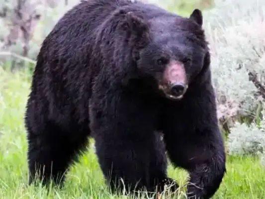 तलगढ के छात्रों की पढाई में बाधा बन रहा भालू, स्कूल से घर लोट रहे बच्चों को रास्ते में दिखा भालू, मंची अफरा-तफरी