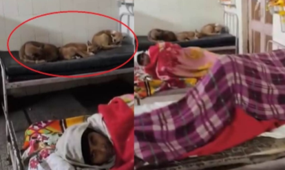 यूपी के सरकारी अस्पतालों की बदहाल तस्वीर: मरीजों के बेड पर कुत्ते, दवाइयों पर चूहे—स्वास्थ्य व्यवस्था पर गंभीर सवाल